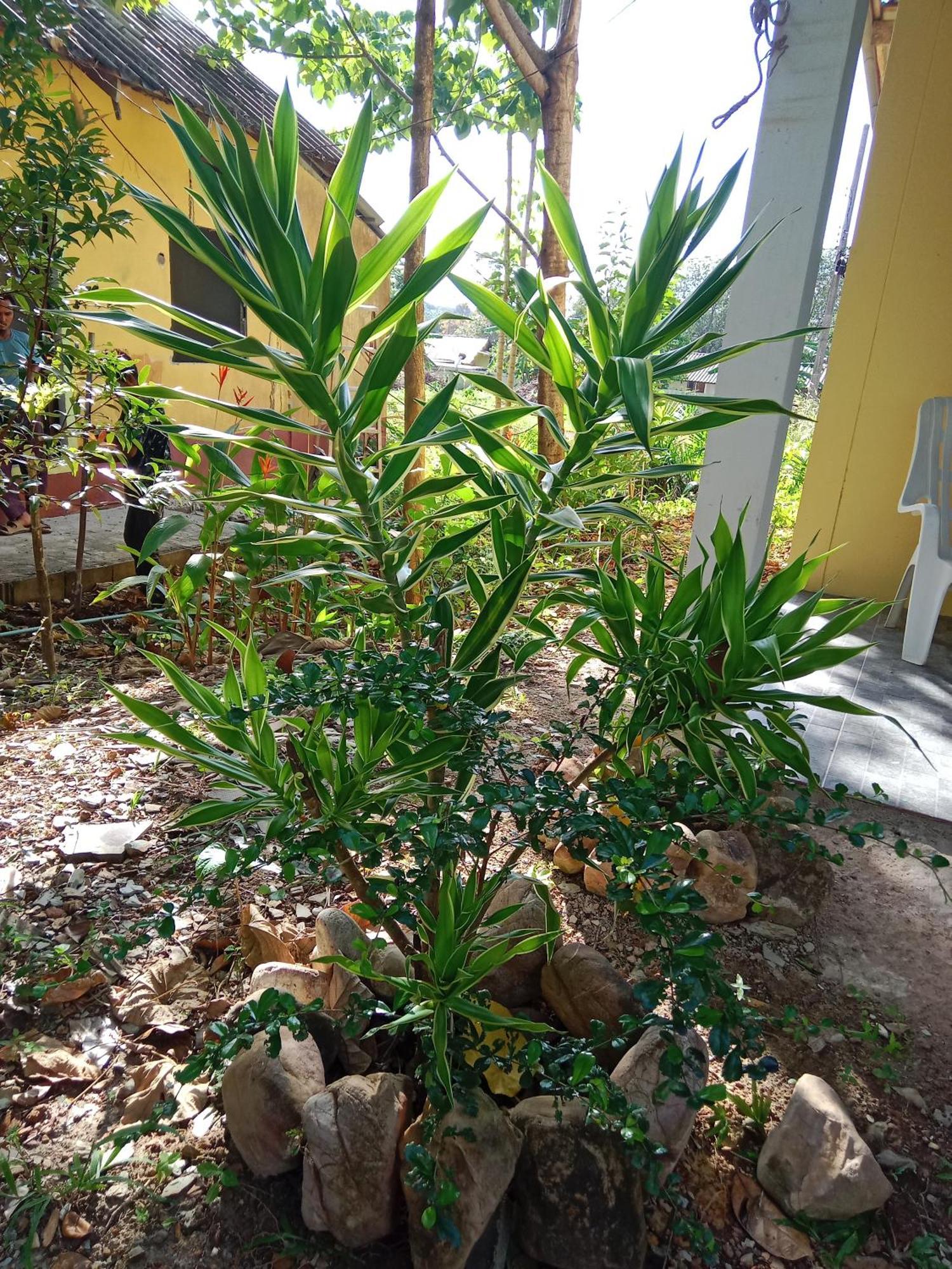 Hotel Som Palmgarden Ko Lanta Esterno foto